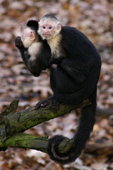Portrait of a young Colombian White-faced Capuchin on its mothers back
