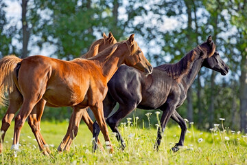 Three young Arabian Horses running on lush green summer meadow.