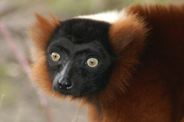 Portrait of a Red Ruffed Lemur
