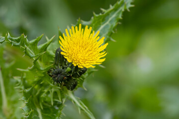 黄色いノゲシの花