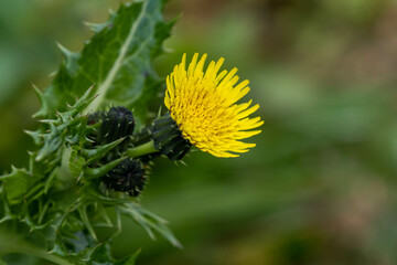 黄色いノゲシの花