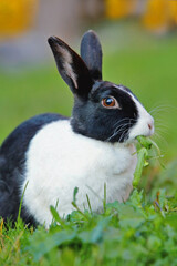 Domestic Rabbit , black and white  Dutch Rabbit on grass, feeding.