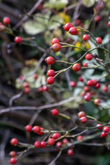 野バラの赤い実