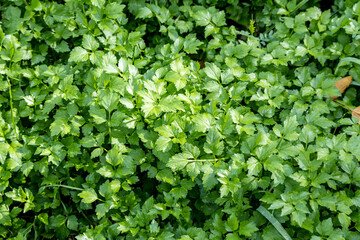 朝露の水玉と野草
