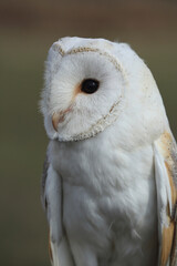 A portrait of a Barn Owl
