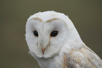 A portrait of a Barn Owl
