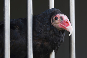 A portrait of a captive Turkey Vulture in its cage
