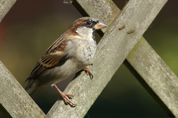 A portrait of an adult male House Sparrow perched on a fence
