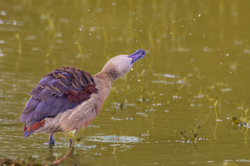 Whistling duck 