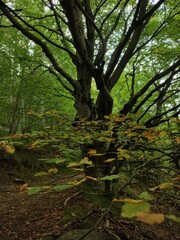 foret des Pyrénées catalanes 
