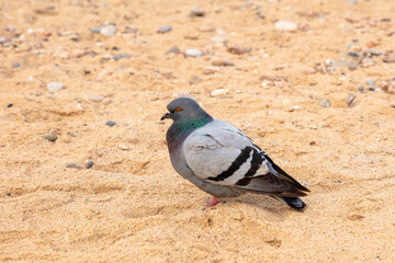 pigeon on the sand