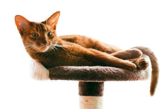 Isolated purebred abyssinian cat lying on scratching post