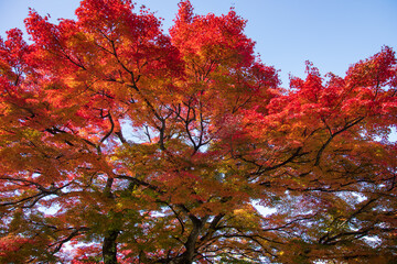 View of autumn leaves at Ikaho Onsen, Japan