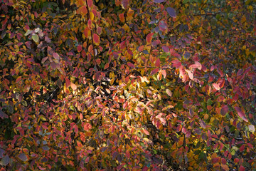 Yellow leaves on a branch in autumn park, close-up.