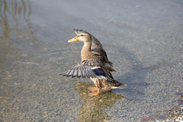 Gros plan d' un canard en mouvement dans l'eau au Lac de Sauvabelin dans le canton de Vaud en Suisse