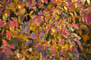 Yellow leaves on a branch in autumn park, close-up.
