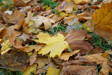 Multi-colored maple leaves lie on the grass. Top view. Scene of changing nature.