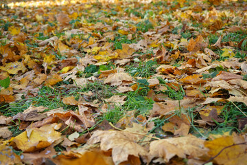 Multi-colored maple leaves lie on the grass. Top view. Scene of changing nature.