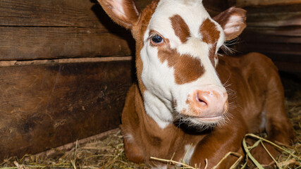 Portrait of a red calf with huge eyes and long eyelashes. High quality photo