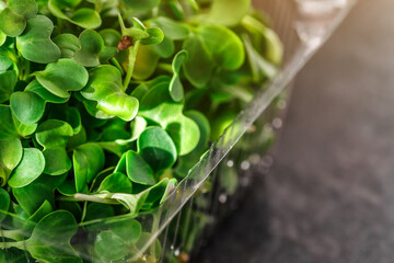 Microgreen sprouts in plastic container. microgreens sprouts - healthy and fresh food.Sprouting Microgreens on the Hemp Biodegradable Mats.Germination of seeds at home. Vegan and healthy food concept.