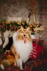 Happy New Year, Christmas holidays and celebration.  Dog (pet) near the Christmas tree. 