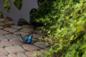 Fototapeta na wymiar Blue Butterfly
