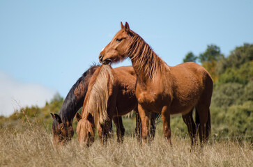 Beautiful horses grazing in a meadow