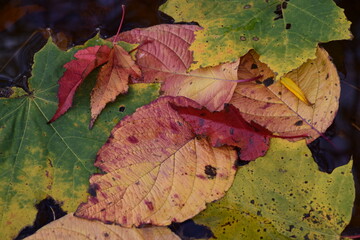 Autumn foliage, Sainte-Apolline, Québec, Canada
