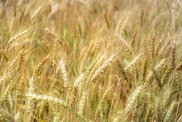 Close up of ripe golden wheat ears at wheat field or barley farming before harvesting, agriculture background.