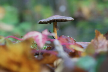 mushroom in autumn forest