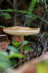 mushrooms in the forest