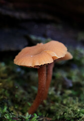 mushroom in the forest