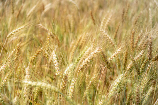 Close up of ripe golden wheat ears at wheat field or barley farming before harvesting, agriculture background. © torjrtrx