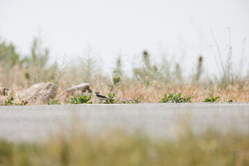 Climate change affecting the behaviour, ranges, and population dynamics of bird species. Climate change put lots of birds at risk of extinction. Scientists tracking effects of climate change on birds