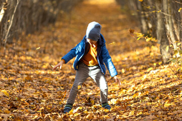 Happy little boy has fun in beautiful autumn park on warm sunny fall day. Child plays with golden maple leaves. Autumn foliage. Sun rays through the trees