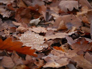 Morning dew on fallen autumn leafs