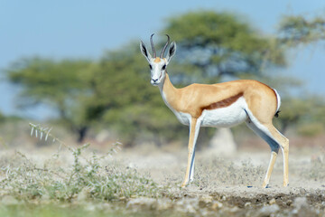 Springbok (Antidorcas marsupialis) standing at waterhole, Etosha National Park, Namibia.