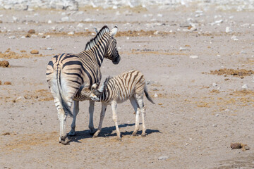 Fototapeta na wymiar Plains Zebra (Equus quagga) foal drinking from mother, seen from behind, Etosha national park, Namibia.