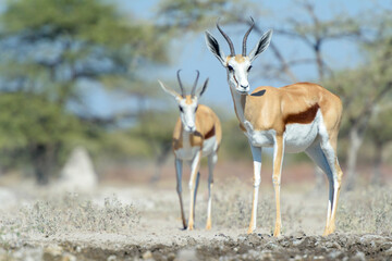 Springbok (Antidorcas marsupialis) standing at waterhole, Etosha National Park, Namibia. - obrazy, fototapety, plakaty