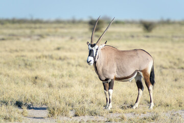 Naklejka na ściany i meble Gemsbok or Oryx (Oryx gazella) standing on savanna, Etosha National Park, Namibia
