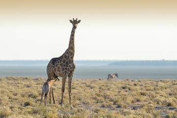 Giraffe (Giraffa camelopardis) adult female with calf suckling breast milk,  Etosha national Park, Namibia.