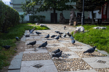 City pigeons on the sidewalk