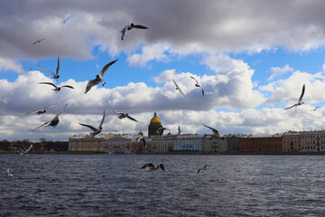 Seagulls flying over the Neva River