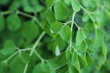moringa oleifera,green leaves background