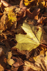 autumn leaves on the ground