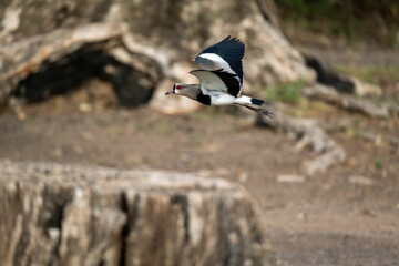 The tero, South American bird flying with its spur in sight