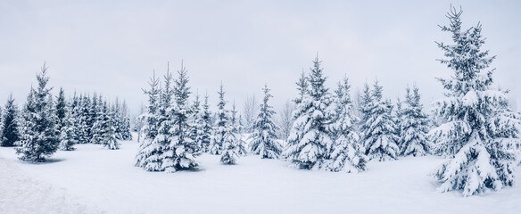 Beautiful background of the winter spruce forest.