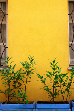 Vertical image of yellow wall and wooden blue pots with ever green trees outside. Empty space