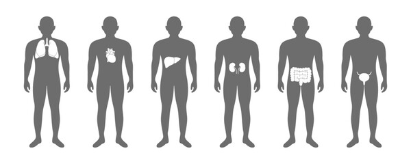 Male body with internal organs. Lungs, heart, liver, kidneys, intestines, bladder. Donor medical poster. Human organ icons