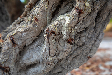 Mastic gum resin flows from the mastic tree. Chios island - Greece